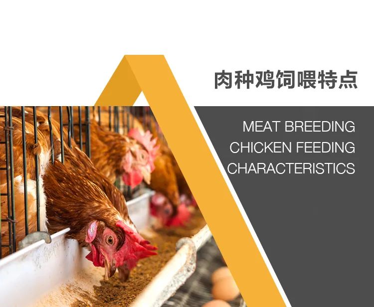 養(yǎng)雞設(shè)備廠家